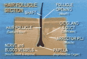 Anatomy of hair follicle