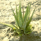 Aloe Plant