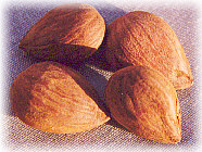 Apricot Seeds (Prunus armeniaca 'blenheim')