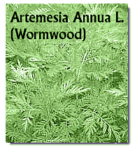 Artemesia annua L.