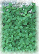 Stellaria media