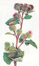 Great Burdock