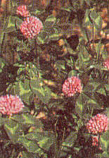 Red Clover