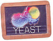 yeast