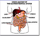 Liver and surrounding
 organs of the G.I. tract - click to enlarge