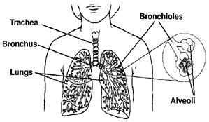 Lungs, anatomy - overview