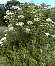 Elderberry3