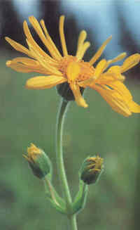 Arnica Plant