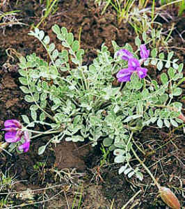 Astragalus