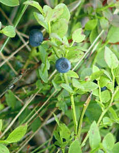 Bilberry