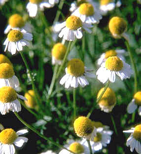 Chamomile