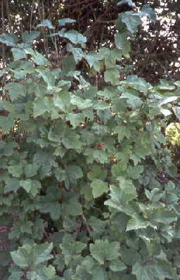 Cramp Bark Plant