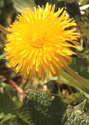 Dandelion Root