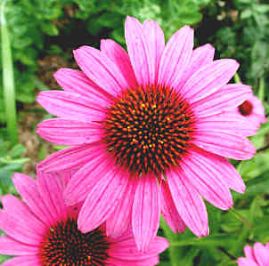 Echinacea