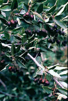 Hawthorne Berry