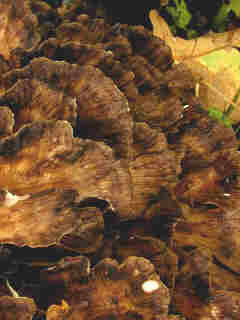 maitake