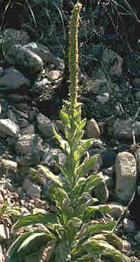 Mullein Leaf