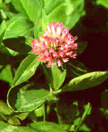 red clover