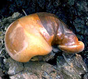 Reishi Mushroom