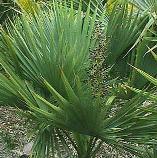 Saw Palmetto