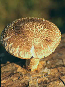 Shiitake