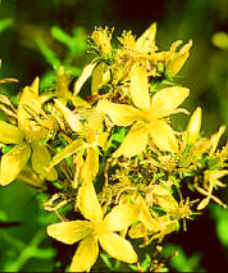 St. John's Wort