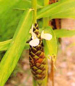 Turmeric Flower