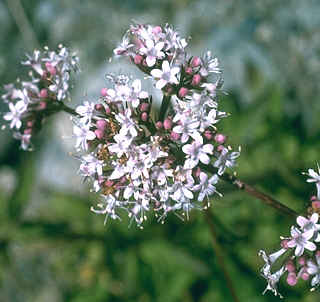 Valerian Root