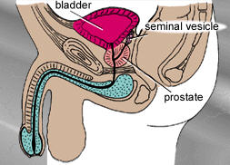 Anatomy of the prostrate and surrounding organs