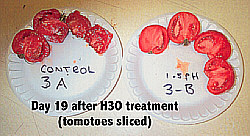 Tomato Test - 19 days following H3O treatment