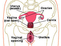 Female reproductive organs - anatomy