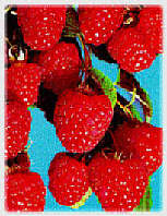 Meeker raspberry extract, source of our ellagic acid